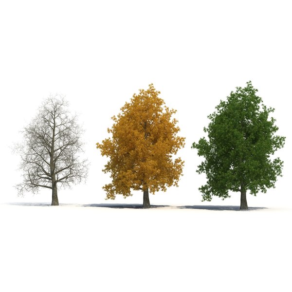 3dsmax yellow poplar old tree