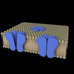 Ion channel.max