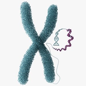 3D Chromosome Chromatin model
