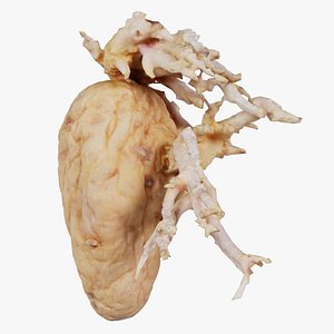 Shriveled Potatoe 8 Remastered