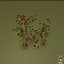 Cowberry
