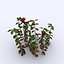 Cowberry