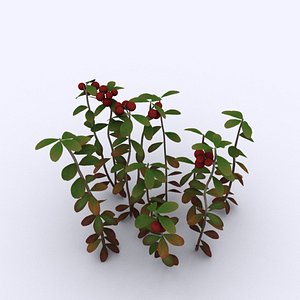 Cowberry