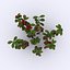 Cowberry