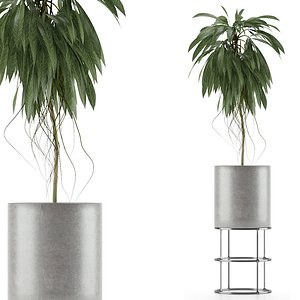 single plant 18 model