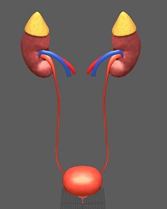 Cross section human kidneys and bladder, anatomy Lowpoly AR VR mobile