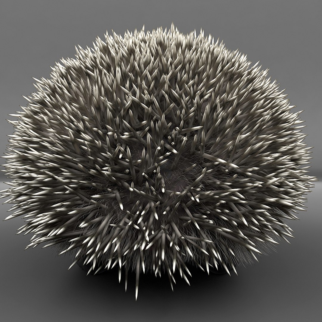 Hedgehog Modelled 3d Model