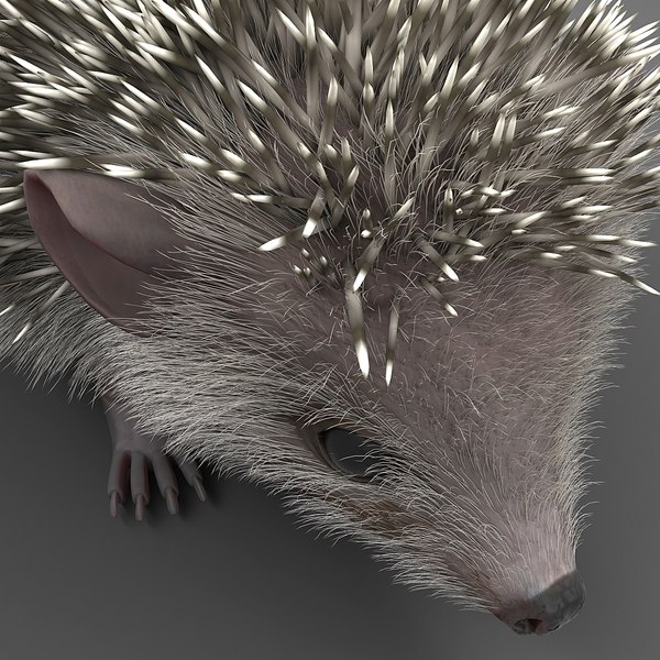 hedgehog modelled 3d model