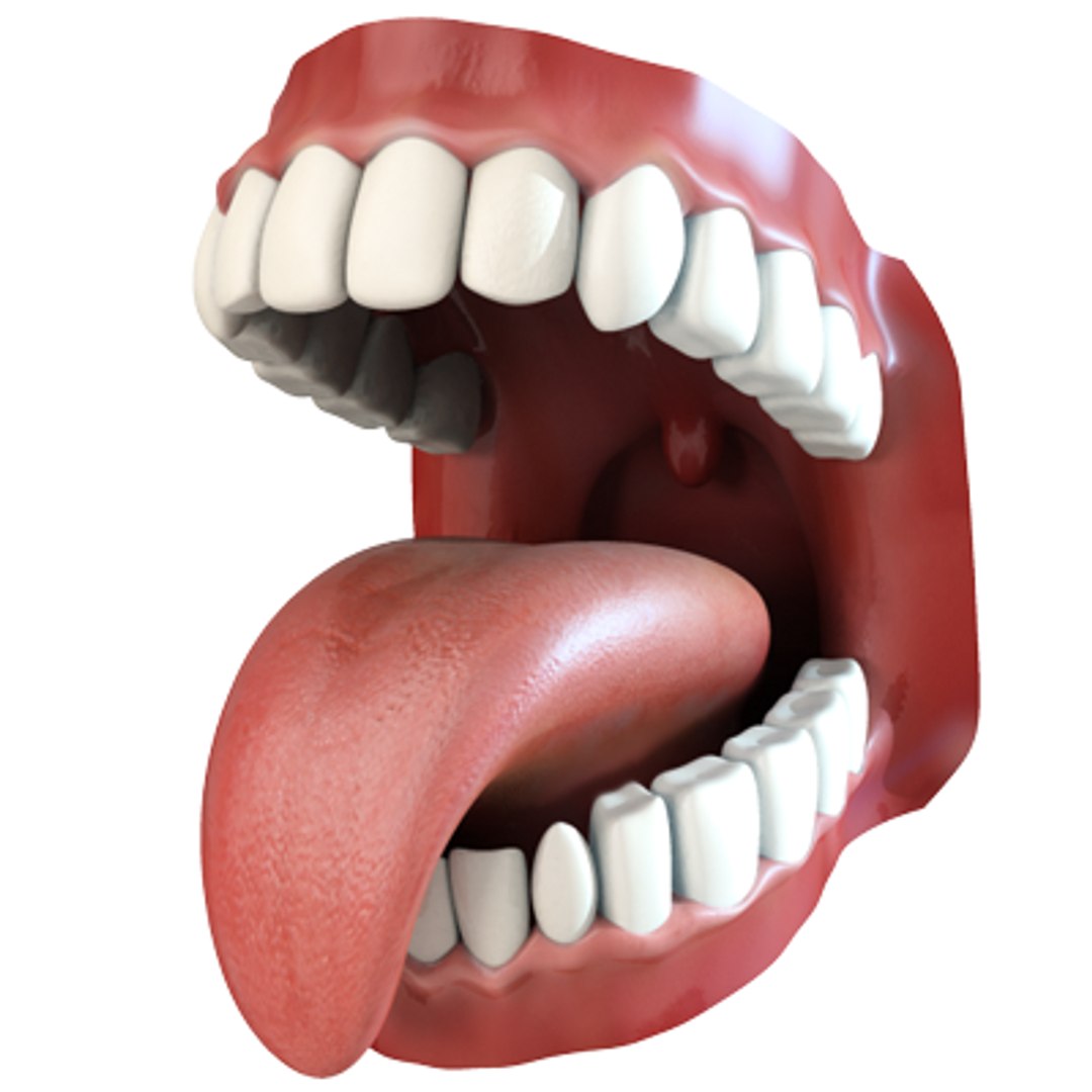 Teeth Animation Character Mouth 3d Model