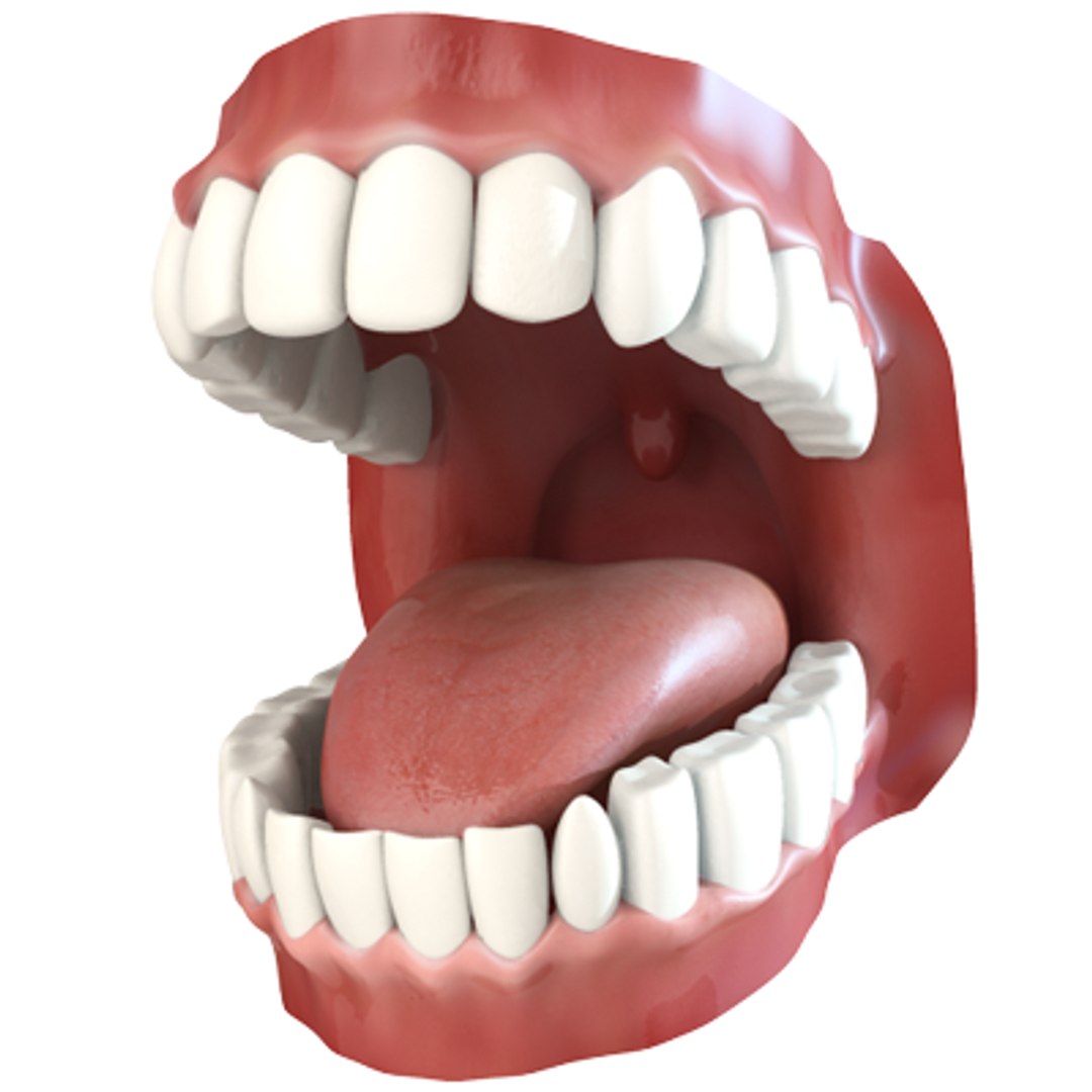 Teeth Animation Character Mouth 3d Model