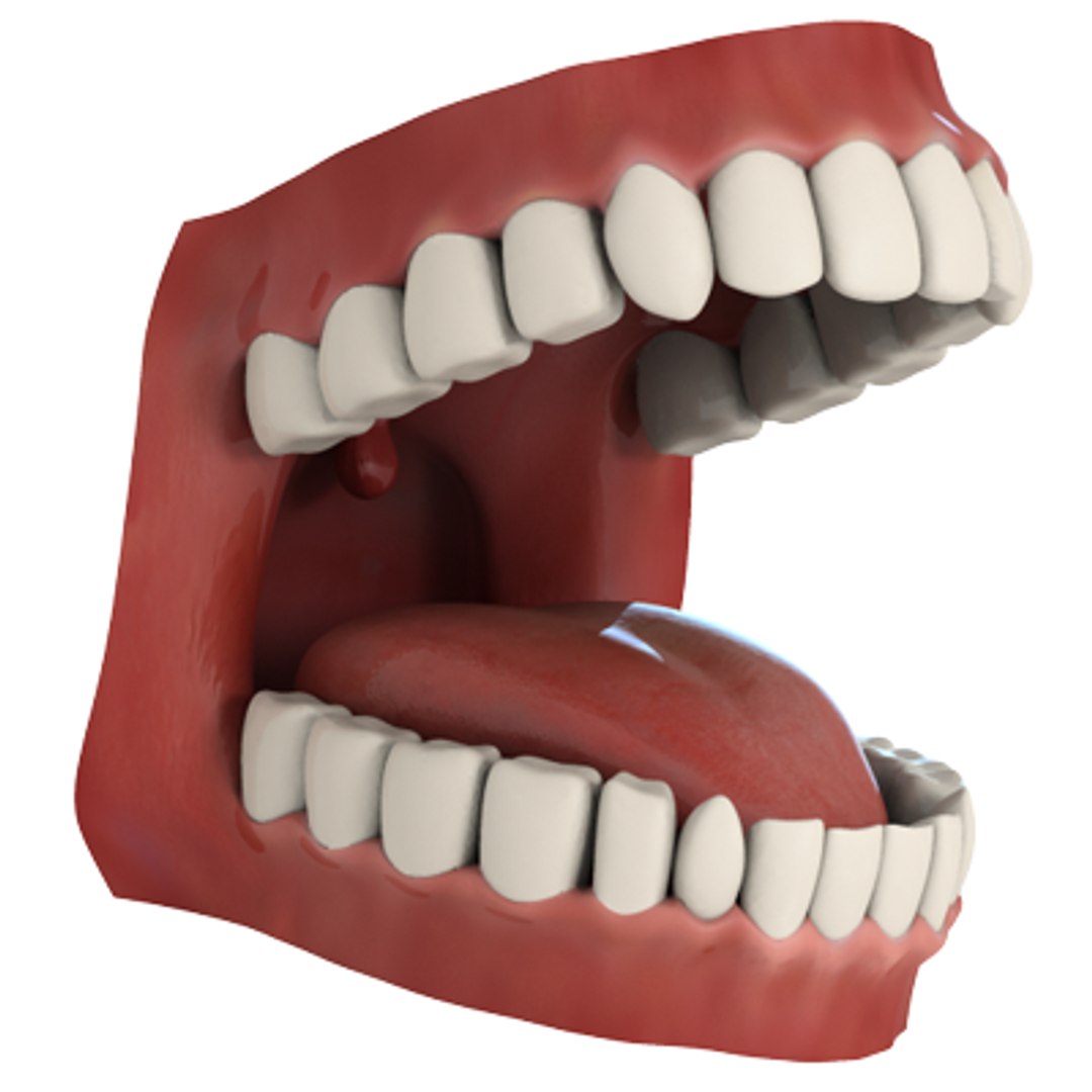 Teeth Animation Character Mouth 3d Model