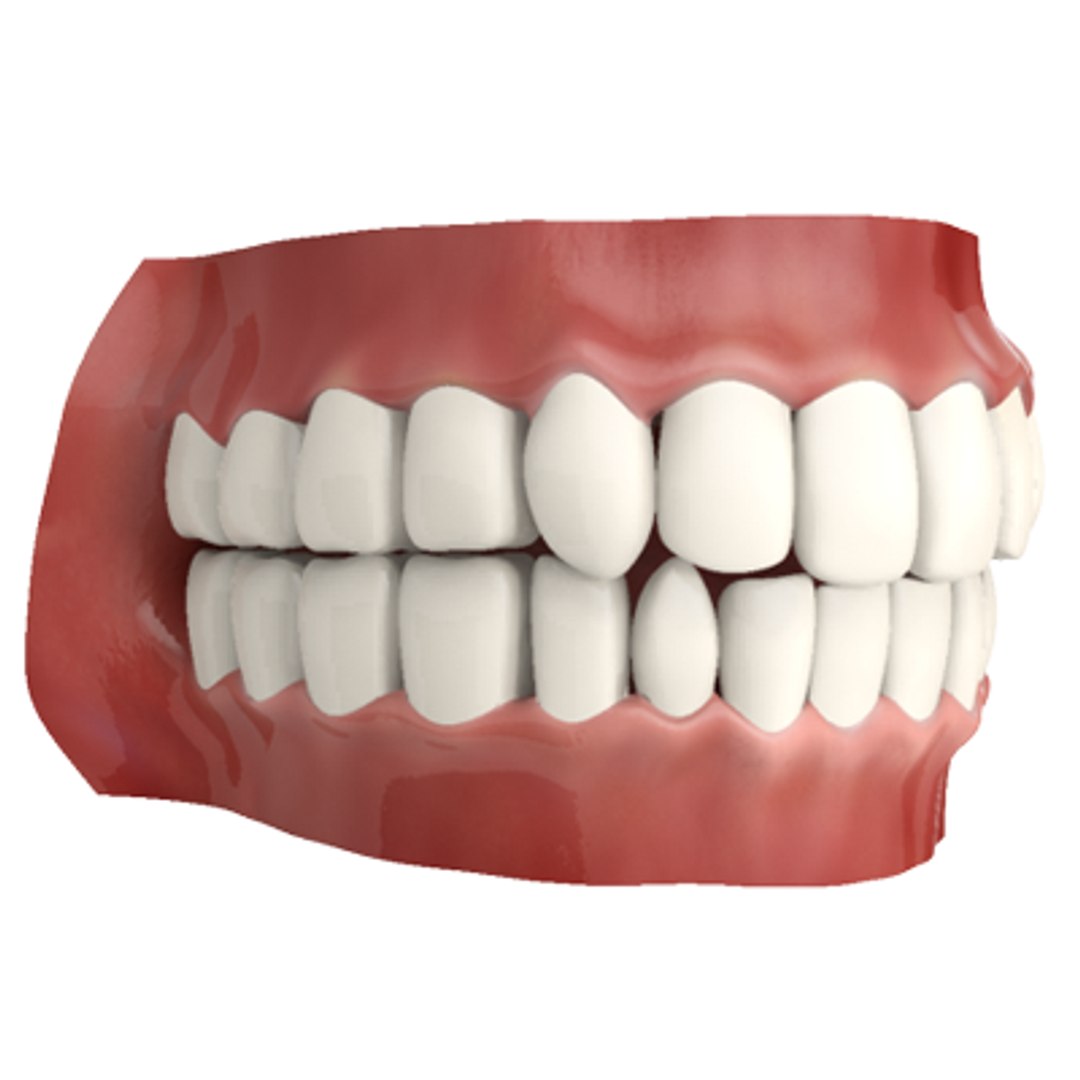 Teeth Animation Character Mouth 3d Model