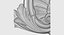 Shell With Acanthus Onlay