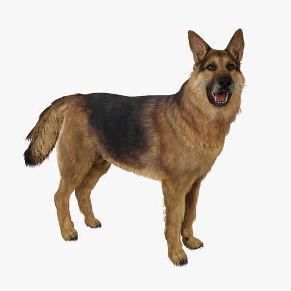 German Shepherd 3D model