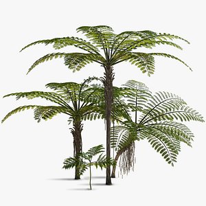 Treefern Dicksonia Antarctica model