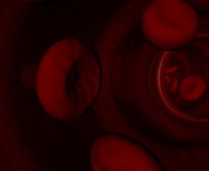 3d artery capillary vein model