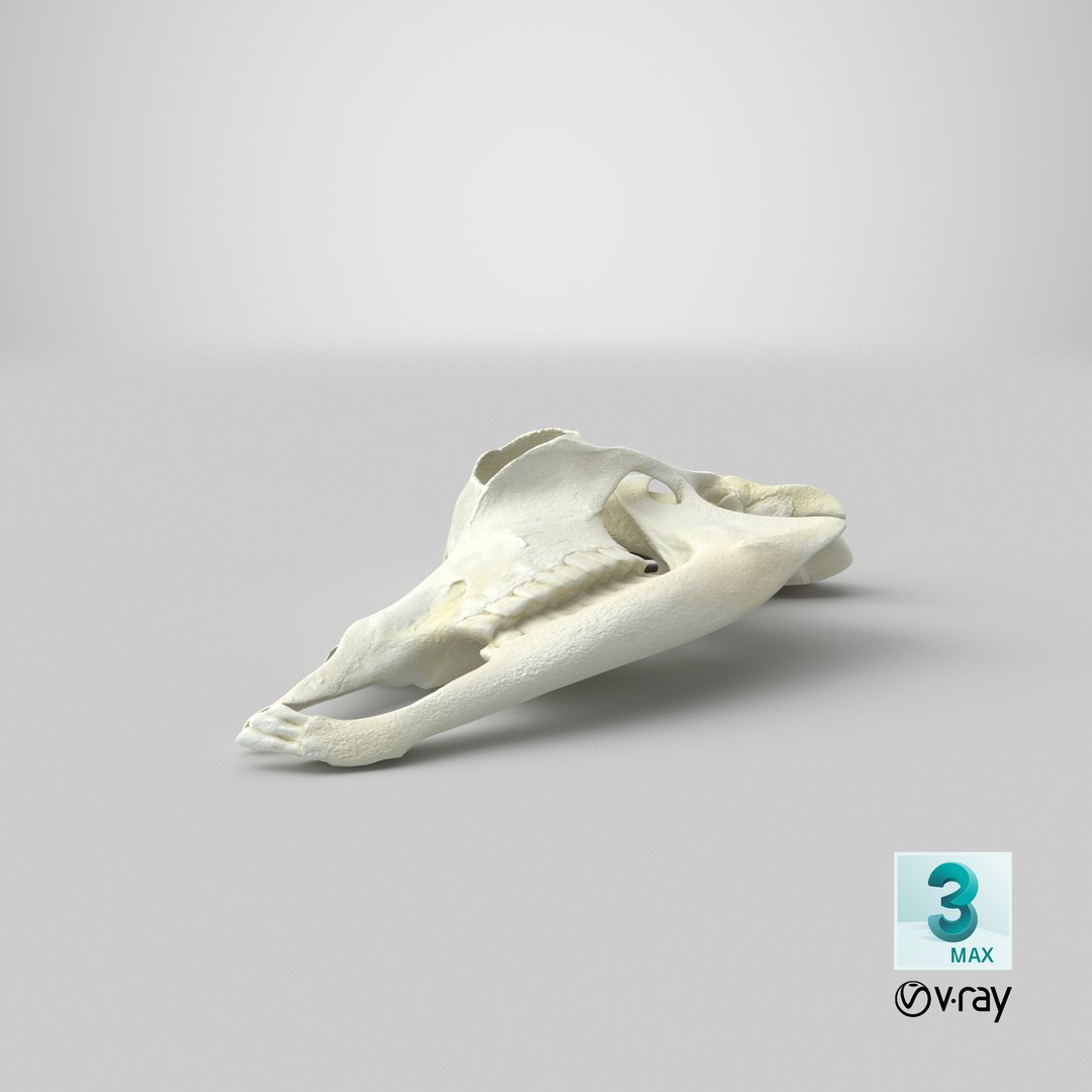 Domestic Goat Skull Half Cut 01 3D Model - TurboSquid 1838200