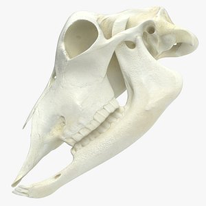 Domestic Goat Skull Half Cut 01 3D model