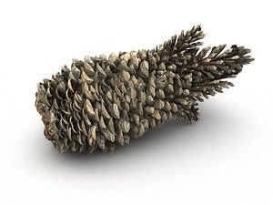 3D mega conifer cone