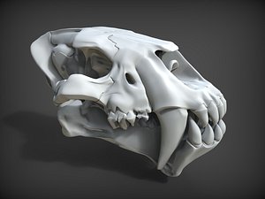 Homotherium skull