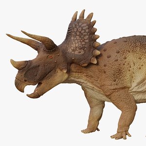 Triceratops Female