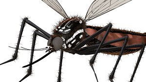 mosquito gnat midge