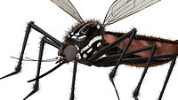 mosquito gnat midge