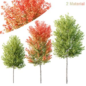 Plants Acer X freemanii Freeman Maple Sapindaceae Tree 3D