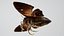 3D ANIMATED MOTH BUTTERFLY model