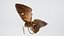 3D ANIMATED MOTH BUTTERFLY model