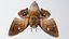 3D ANIMATED MOTH BUTTERFLY model
