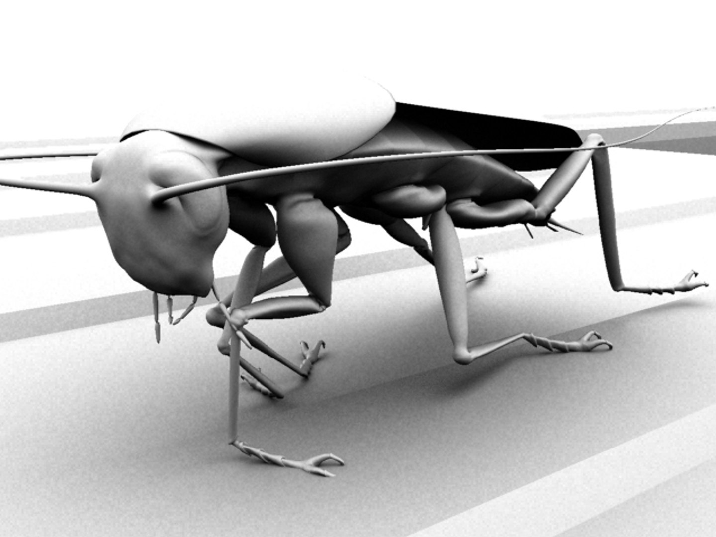 Cockroach 3d Model