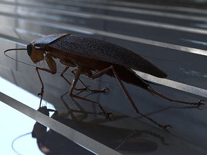Cockroach