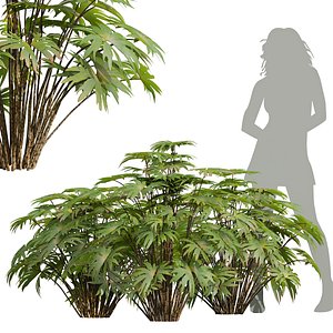 3D model New Plant High detail Dipteris Conjugata Medium