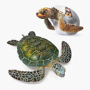 Sea Turtle with Baby Turtle Collection
