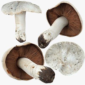 Mushroom or toadstool