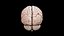Brain model