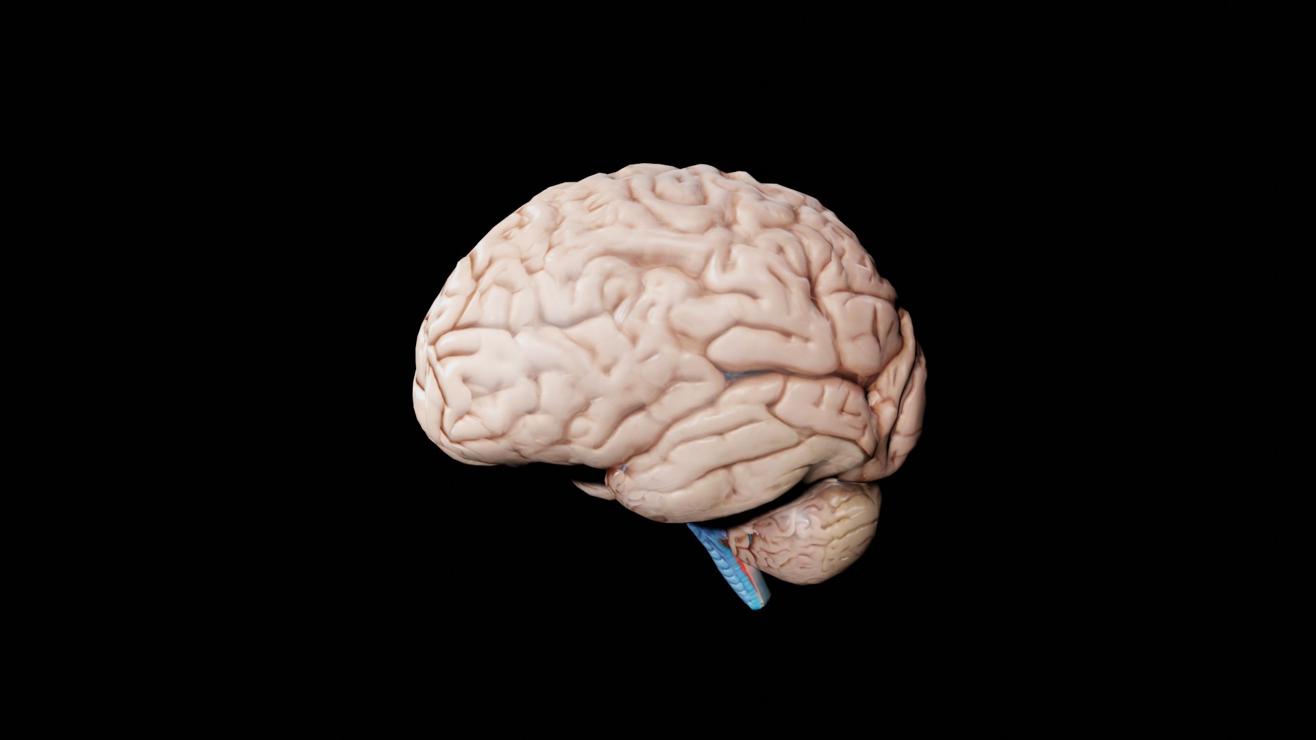 Brain model https://p.turbosquid.com/ts-thumb/np/H6MIE5/nq/1/png/1736948045/1920x1080/fit_q87/962dc4f50bd712b15c8591fe70f63be0307902a6/1.jpg