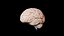 Brain model