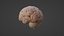 Brain model