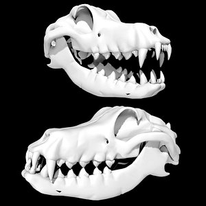 Rigged Dog Skull 3D model