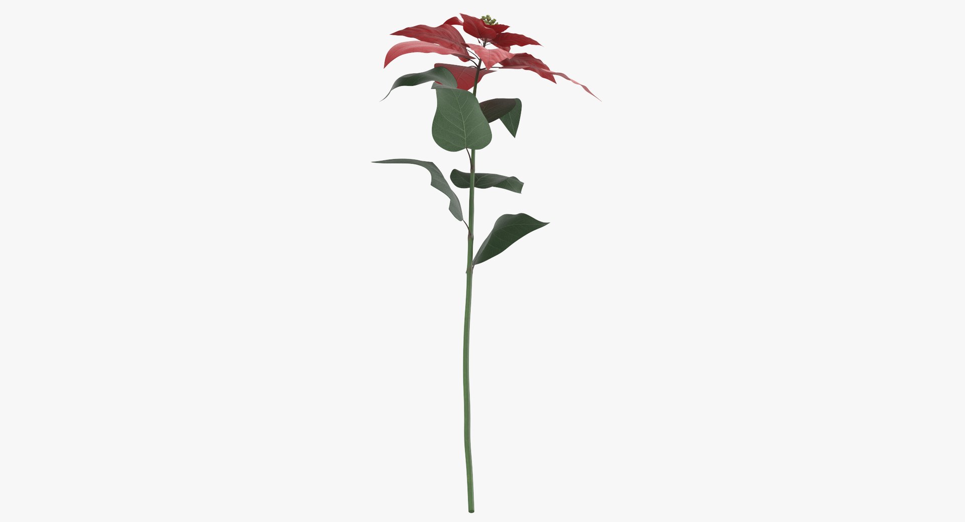 3D euphorbia pulcherrima red - https://p.turbosquid.com/ts-thumb/np/VIJX6m/06WfLPMI/euphorbia_pulcherrima_red_thumbnail_0007/jpg/1550069862/1920x1080/fit_q87/857449481cb1201681fd45bc349dbae0b4487f93/euphorbia_pulcherrima_red_thumbnail_0007.jpg