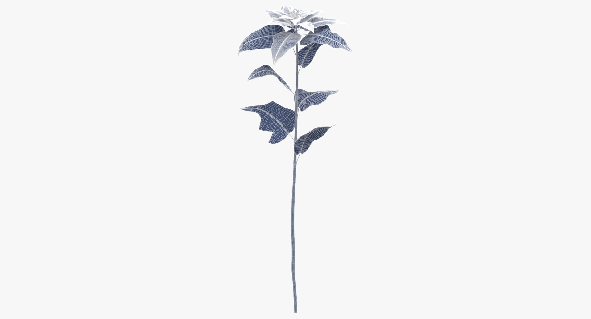 3D euphorbia pulcherrima red - https://p.turbosquid.com/ts-thumb/np/VIJX6m/AVBGtqqQ/euphorbia_pulcherrima_red_wireframe_01_0006/jpg/1550069862/1920x1080/fit_q87/4767bf26c4a7b332932d43564b67caa3d589cf07/euphorbia_pulcherrima_red_wireframe_01_0006.jpg