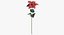 Euphorbia Pulcherrima - Red