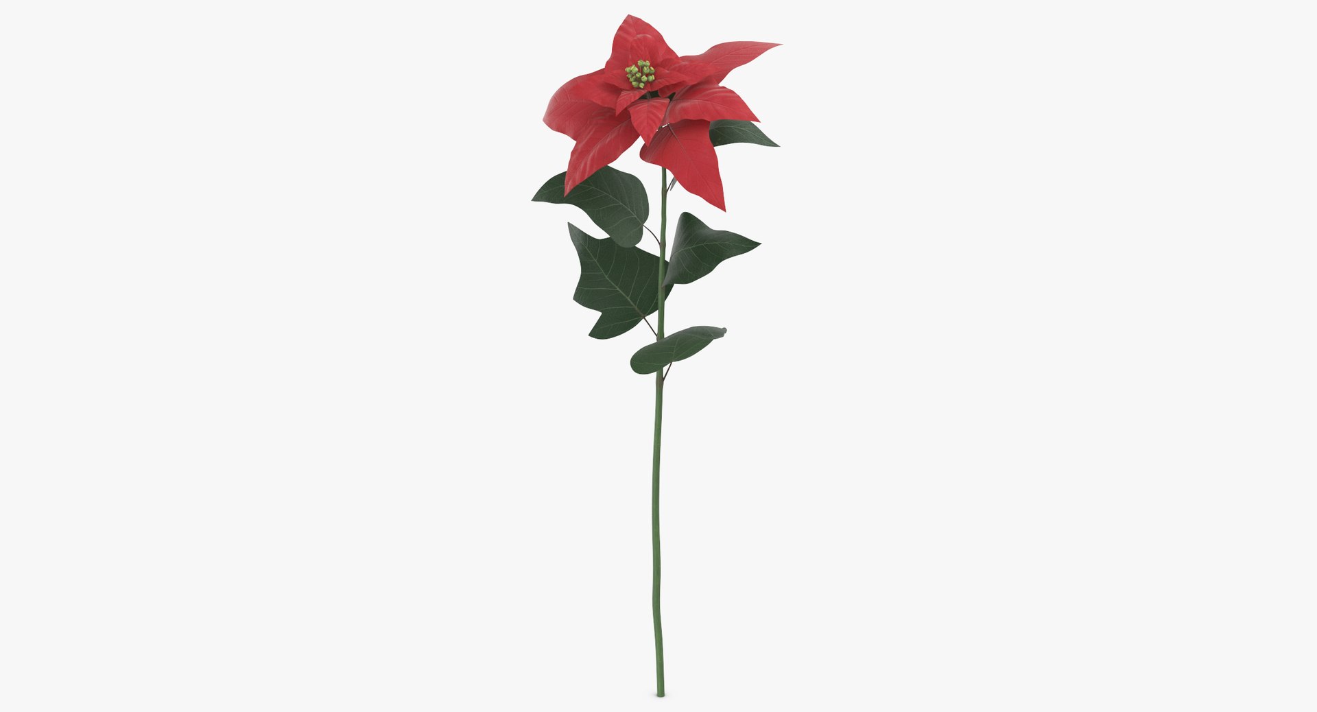 3D euphorbia pulcherrima red - https://p.turbosquid.com/ts-thumb/np/VIJX6m/HUukvG1d/euphorbia_pulcherrima_red_thumbnail_0004/jpg/1550069862/1920x1080/fit_q87/75d0ab9036a9154c2b85225f3066fb0502c533ce/euphorbia_pulcherrima_red_thumbnail_0004.jpg
