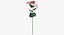 Euphorbia Pulcherrima - Red