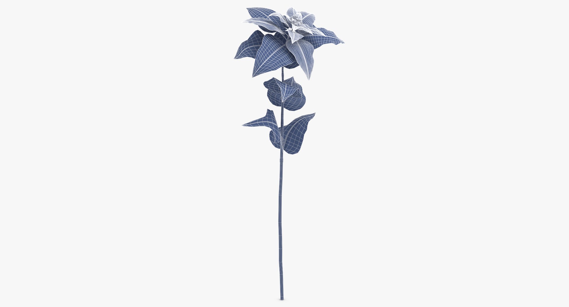 3D euphorbia pulcherrima red - https://p.turbosquid.com/ts-thumb/np/VIJX6m/RdyenQMR/euphorbia_pulcherrima_red_wireframe_0003/jpg/1550069862/1920x1080/fit_q87/19f814789211adfecb8821ee6fd8b3bcef943a79/euphorbia_pulcherrima_red_wireframe_0003.jpg