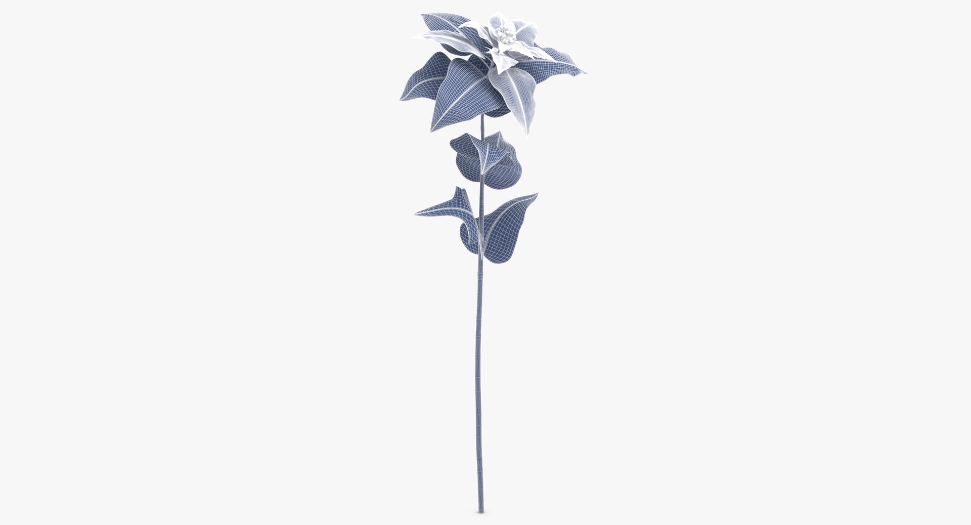 3D euphorbia pulcherrima red - https://p.turbosquid.com/ts-thumb/np/VIJX6m/VchxTonq/euphorbia_pulcherrima_red_wireframe_01_0003/jpg/1550069862/1920x1080/fit_q87/70cabbf88b3e9c7ed137f66e6053fd87be3e21c5/euphorbia_pulcherrima_red_wireframe_01_0003.jpg