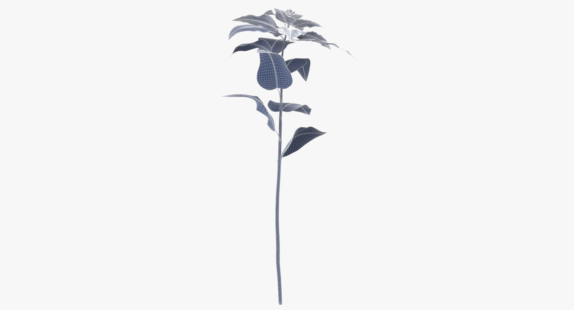 3D euphorbia pulcherrima red - https://p.turbosquid.com/ts-thumb/np/VIJX6m/XEJjiyE2/euphorbia_pulcherrima_red_wireframe_01_0007/jpg/1550069862/1920x1080/fit_q87/6595e37cdaf504f168e6129aeeb397f9c2e298dc/euphorbia_pulcherrima_red_wireframe_01_0007.jpg