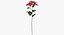 Euphorbia Pulcherrima - Red